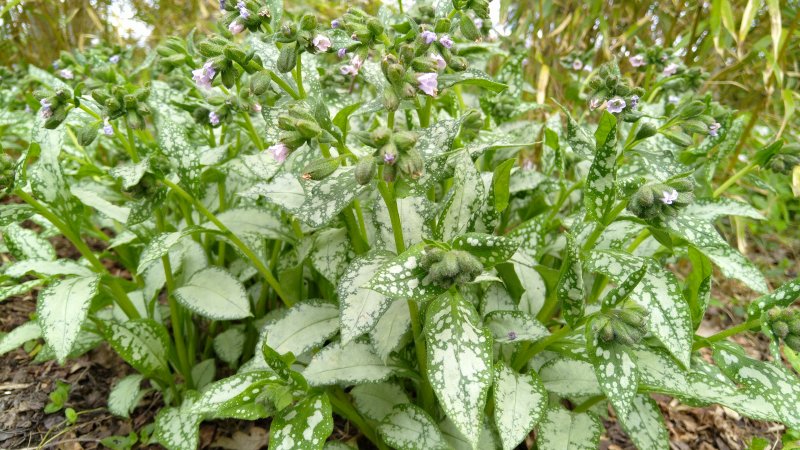 Pulmonaria 'Moonshine' Kopsurohi